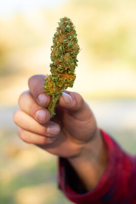 Bud Washing: Anleitung, Rezept und Trocknung für saubere Cannabisblüten - Bud Washing: Anleitung, Ablauf und Nutzen | Dampferlädla