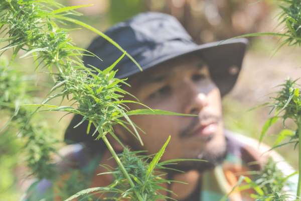 Risiken des Cannabiskonsums - Risiken des Cannabiskonsums