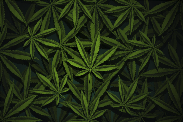 Unterschied zwischen CBD (Cannabidiol) und CBG (Cannabigerol) - Unterschied zwischen CBD (Cannabidiol) und CBG (Cannabigerol)