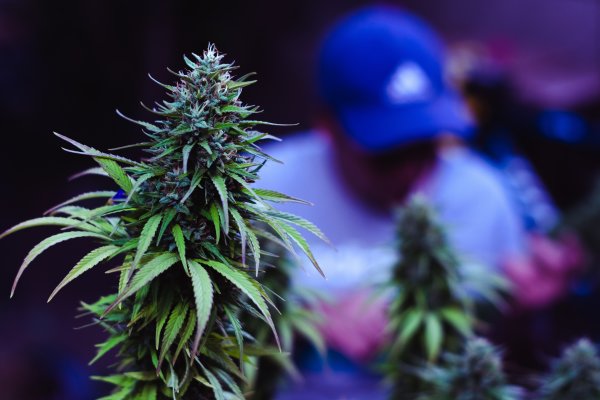 Gesetzentwurf zur Legalisierung: Strenge Regeln für Cannabis-Clubs - canabies legaliesrung