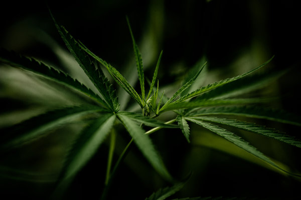Was ist Delta-8-THC? Hier finden Sie alles, was Sie wissen müssen - Was sind die Merkmale von Delta-8-THC?