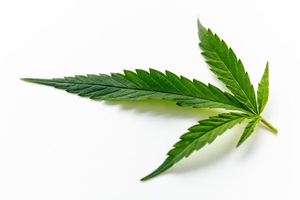 Cannabis-Legalisierung 2024 - Cannabis-Legalisierung 2024