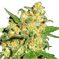 Cannabis Samen Bruce Banner