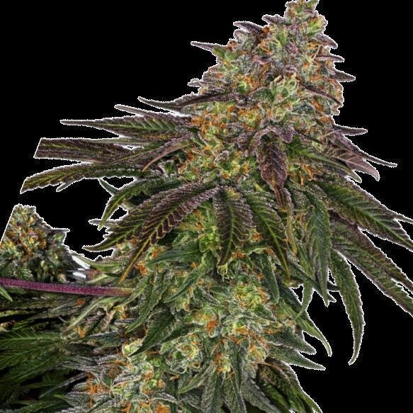 Cannabis Samen Cherry Cookies 1 Samen