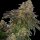 Cannabis Samen Cherry Cookies 3 Samen
