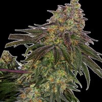 Cannabis Samen Cherry Cookies 5 Samen