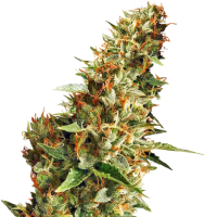 Cannabis Samen Do-Si-Dos