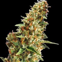 Cannabis Samen Do-Si-Dos 1 Samen