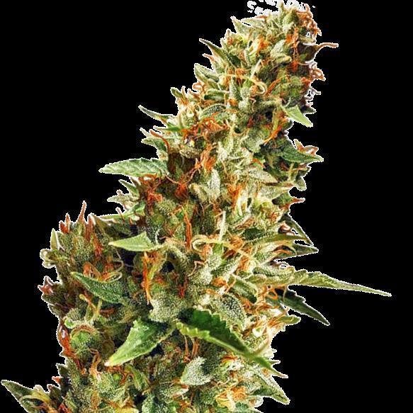 Cannabis Samen Do-Si-Dos 3 Samen