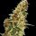 Cannabis Samen Do-Si-Dos 3 Samen