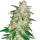 Cannabis Samen Gelato