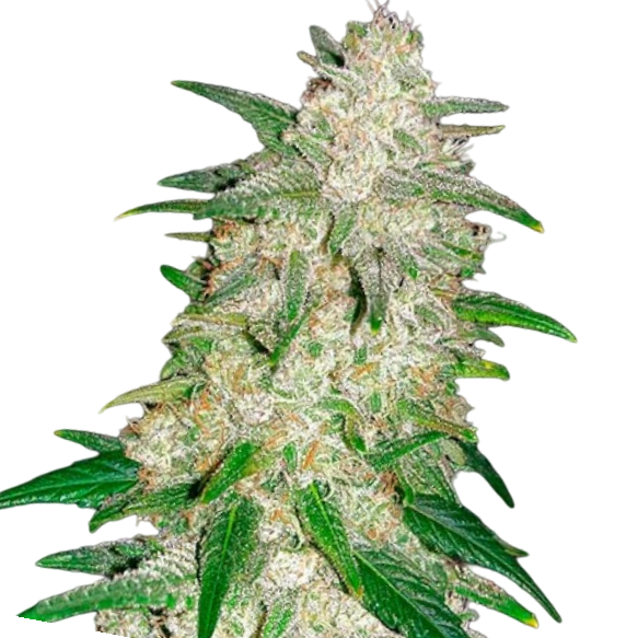 Cannabis Samen Gelato 1 Samen