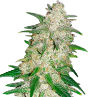 Cannabis Samen Gelato 1 Samen