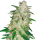 Cannabis Samen Gelato 1 Samen