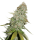 Cannabis Samen Gorilla Glue