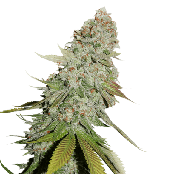 Cannabis Samen Gorilla Glue 3 Samen