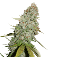Cannabis Samen Gorilla Glue 3 Samen