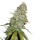 Cannabis Samen Gorilla Glue 3 Samen