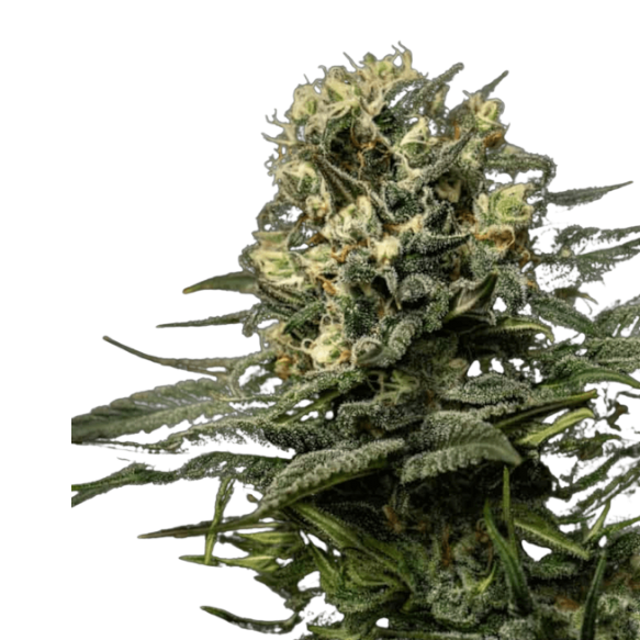Cannabis Samen GMO Cookies 1 Samen