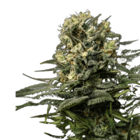Cannabis Samen GMO Cookies 5 Samen