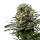 Cannabis Samen GMO Cookies 5 Samen