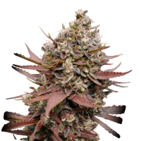Cannabis Samen Mimosa