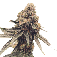 Cannabis Samen Runtz