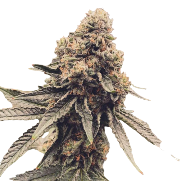 Cannabis Samen Runtz 3 Samen