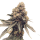 Cannabis Samen Runtz 3 Samen