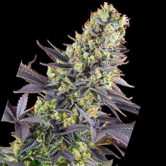 Cannabis Samen Zkittlez 3 Samen