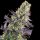 Cannabis Samen Zkittlez 3 Samen
