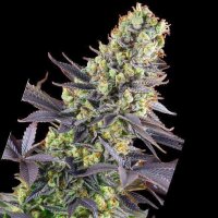 Cannabis Samen Zkittlez 5 Samen