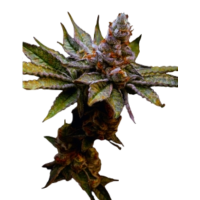Cannabis Samen Califunk