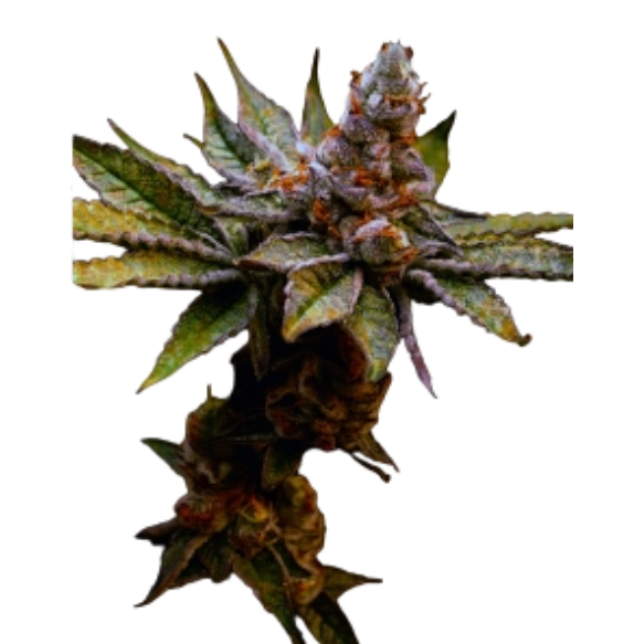 Cannabis Samen Califunk 5 Samen