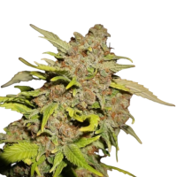 Cannabis Samen M.O.B. (Mother of Berries)