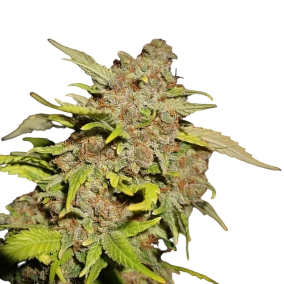 Cannabis Samen M.O.B. (Mother of Berries) 1 Samen