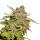 Cannabis Samen M.O.B. (Mother of Berries) 1 Samen