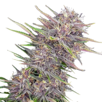 Cannabis Samen Purple Banana Cream