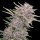 Cannabis Samen Purple Banana Cream 1 Samen