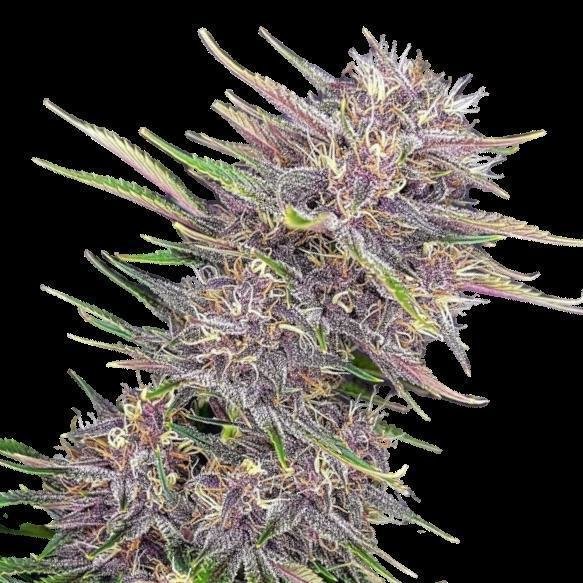 Cannabis Samen Purple Banana Cream 3 Samen