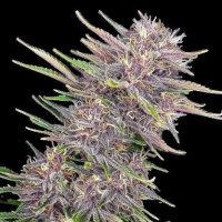 Cannabis Samen Purple Banana Cream 3 Samen