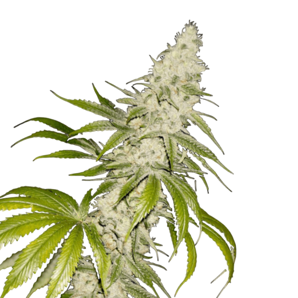 Cannabis Samen Mont Blanc 1 Samen
