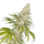 Cannabis Samen Mont Blanc 1 Samen
