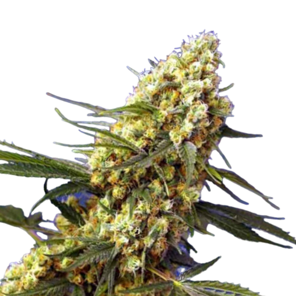 Cannabis Samen Banana Bubbelgum 5 Samen