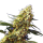 Cannabis Samen Banana Bubbelgum 5 Samen