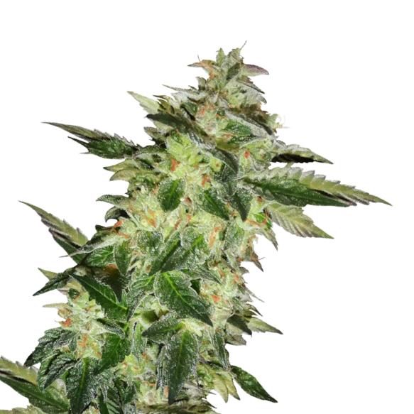 Cannabis Samen Gelato Cake 1 Samen