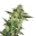 Cannabis Samen Gelato Cake 1 Samen