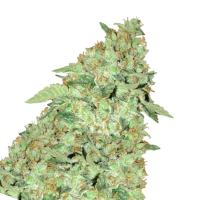 Cannabis Samen MK Ultra