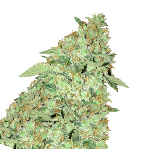Cannabis Samen MK Ultra 3 Samen