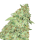 Cannabis Samen MK Ultra 3 Samen